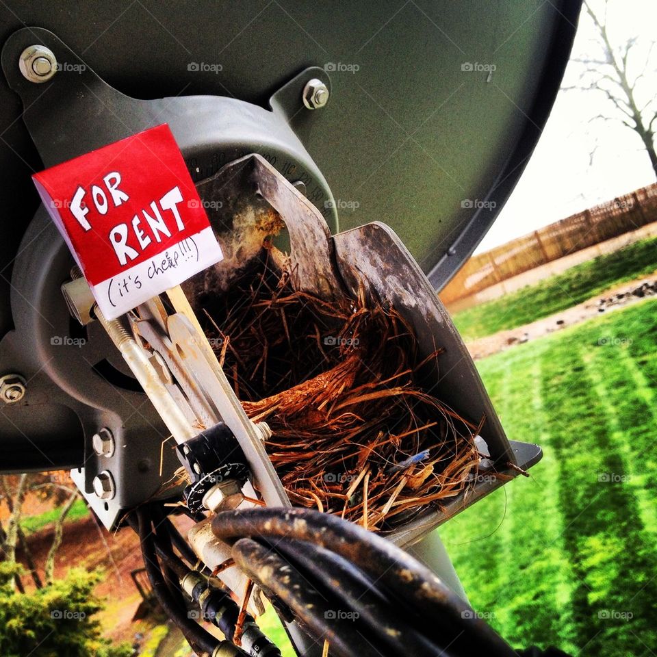 Cheep Nest for Rent