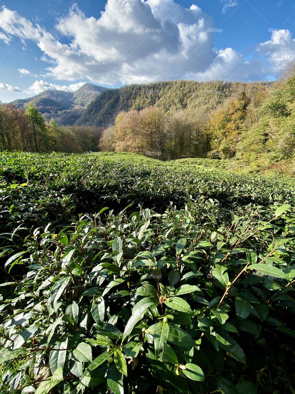 Tea plantations and mountains.