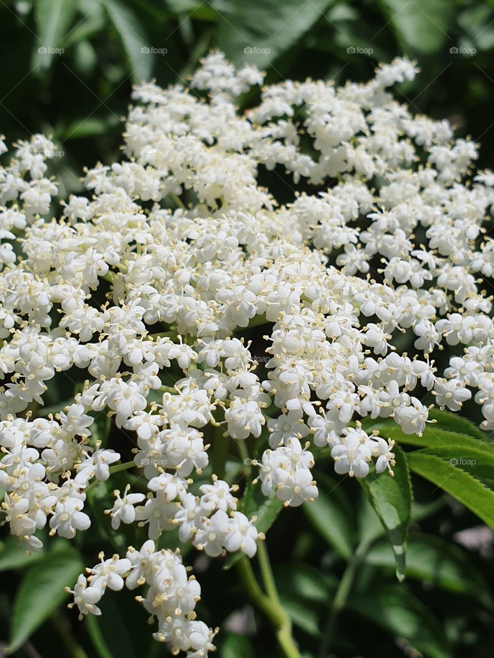 branch with small white flowers closeup