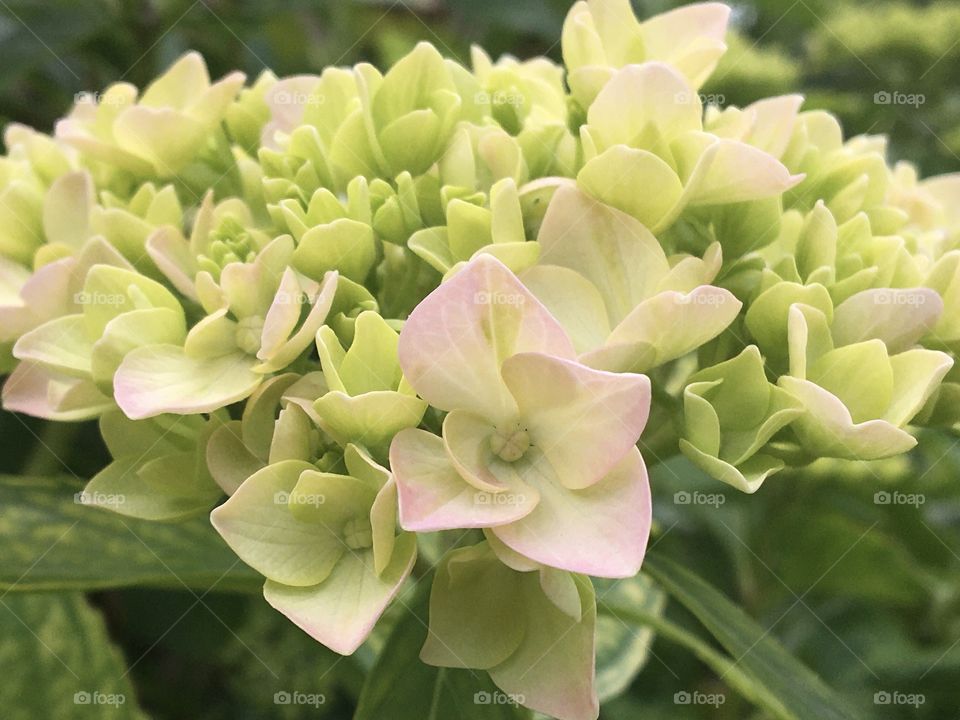 Future blooming hydrangeas