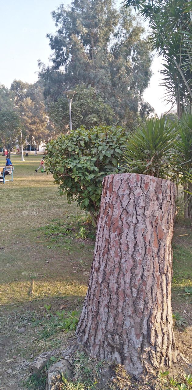 صور منطقة شجرية خيالية تستخدم للتصوير كخلفيات للافراح و مزار راح لمحبي التامل و مشاهدة الجمال الشجري والطبيعة
  Pictures of a fictional tree area used for photography as wedding backgrounds and a shrine for lovers of contemplation and watching tree b