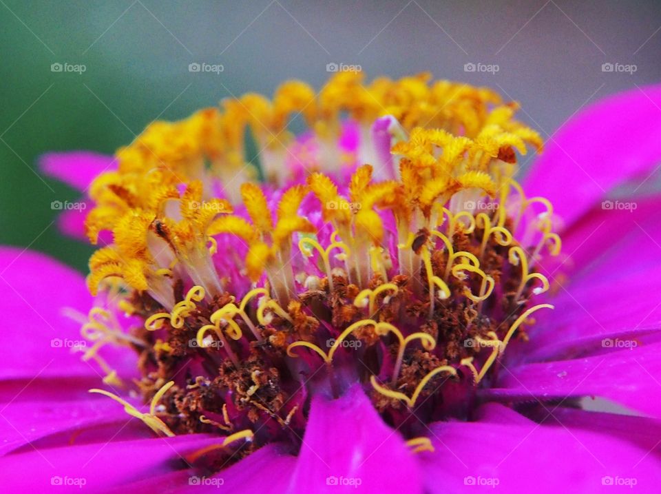 Close up of zinnia flower pollen