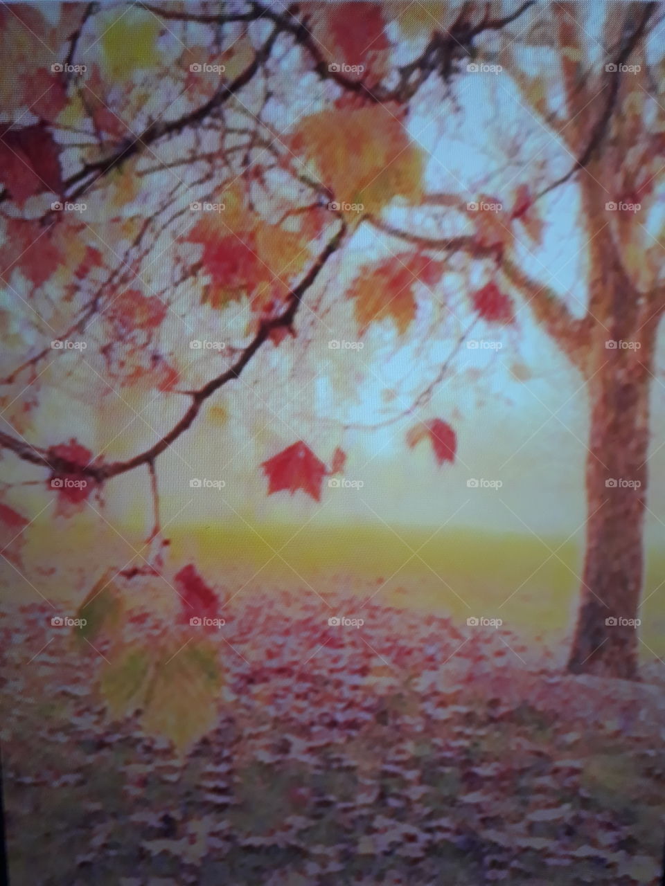 A beautiful landscape in late autumn entering the winter the red leaves falling on the floor of the Little Tree yellow and red leaves