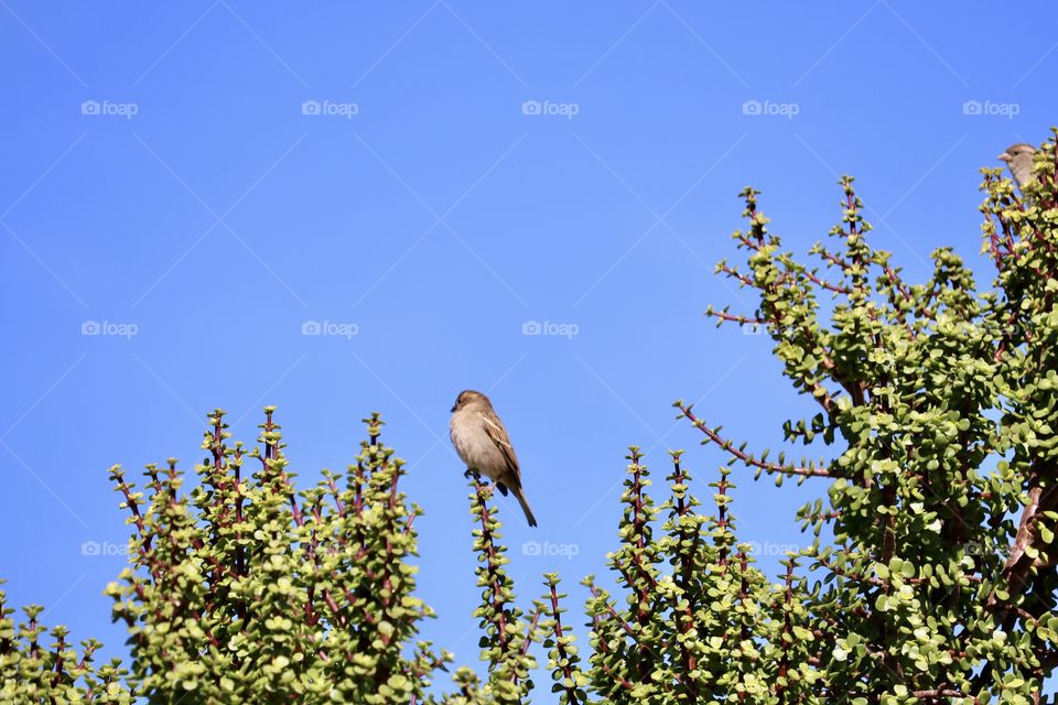 Single Sparrow on tip of jade bush branch against a vivid blue sky