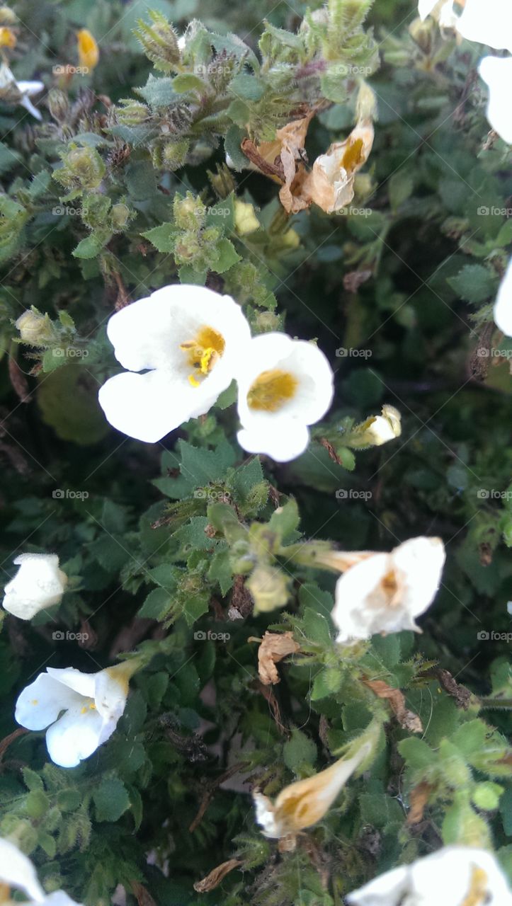 flower in white colour