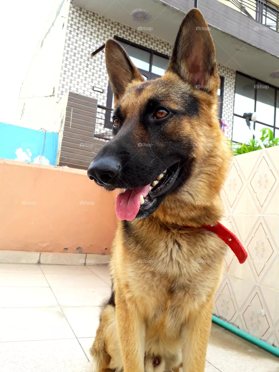dog