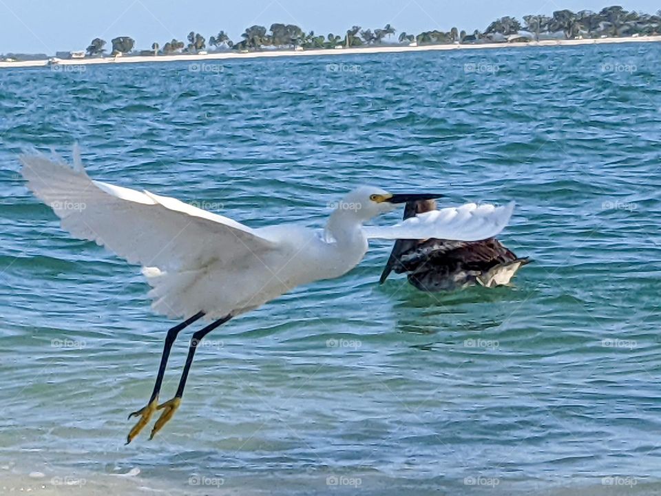Photobomb...an egret and a pelican