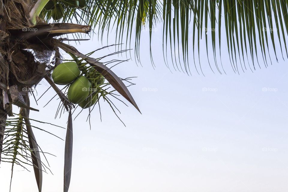 Coconut tree