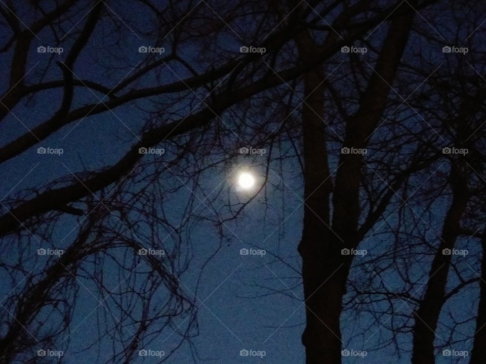 moon by a tree