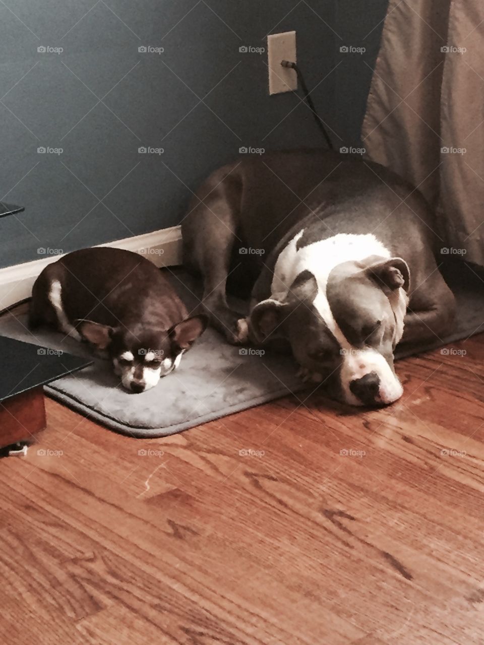Siblings. Dogs finding comfort with each other