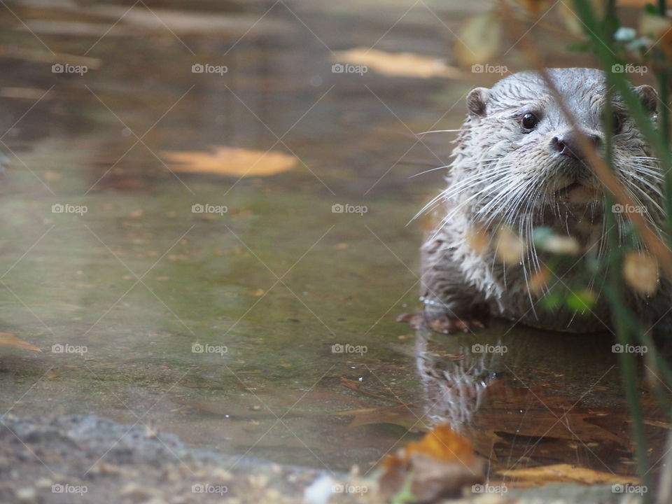 Hidden otter