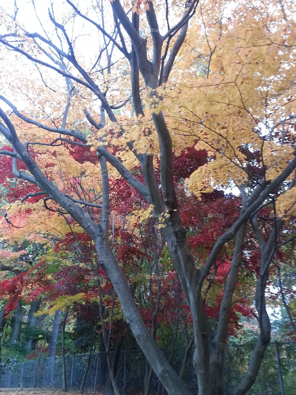 Fall, Leaf, Tree, Nature, Wood
