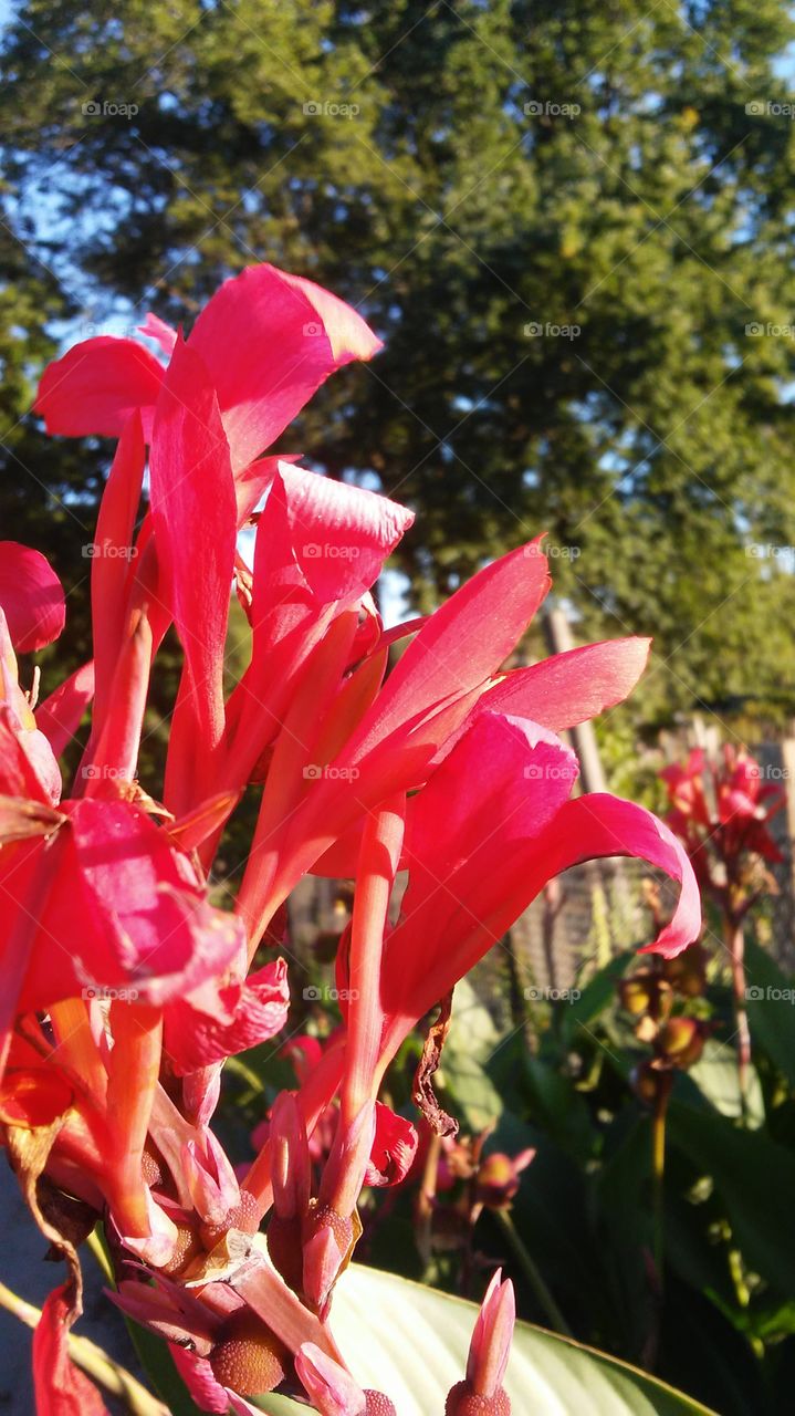 Nature, Flower, Flora, Garden, No Person