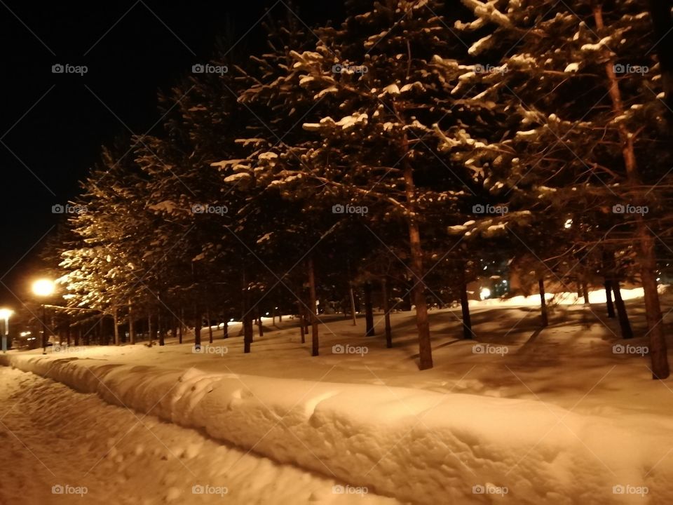 Аллея зимой вечером