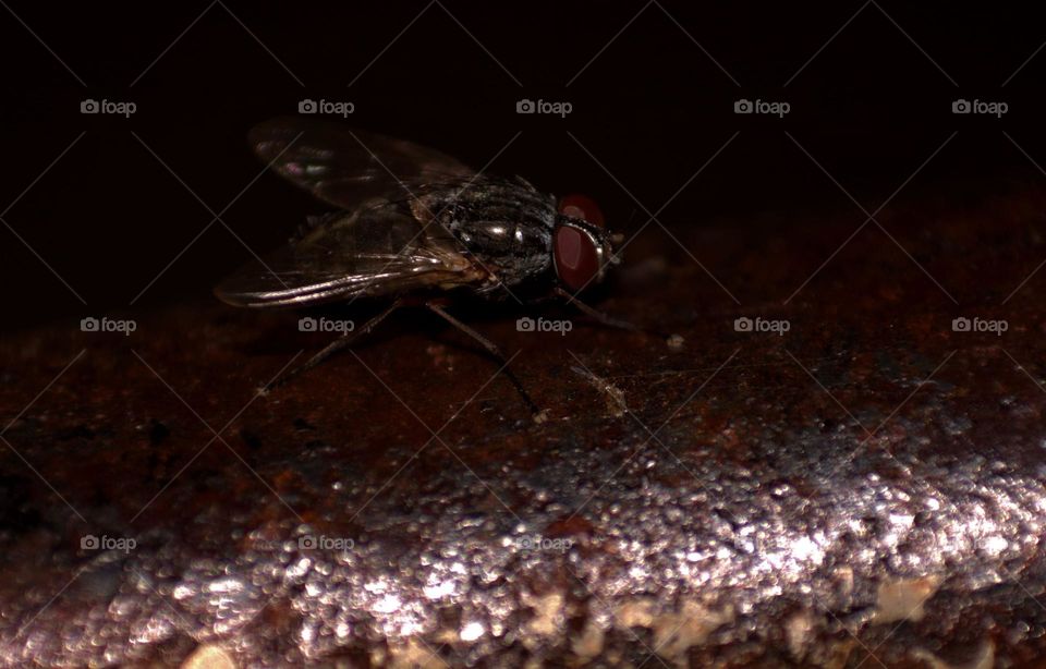 A fly staying in the shadows.