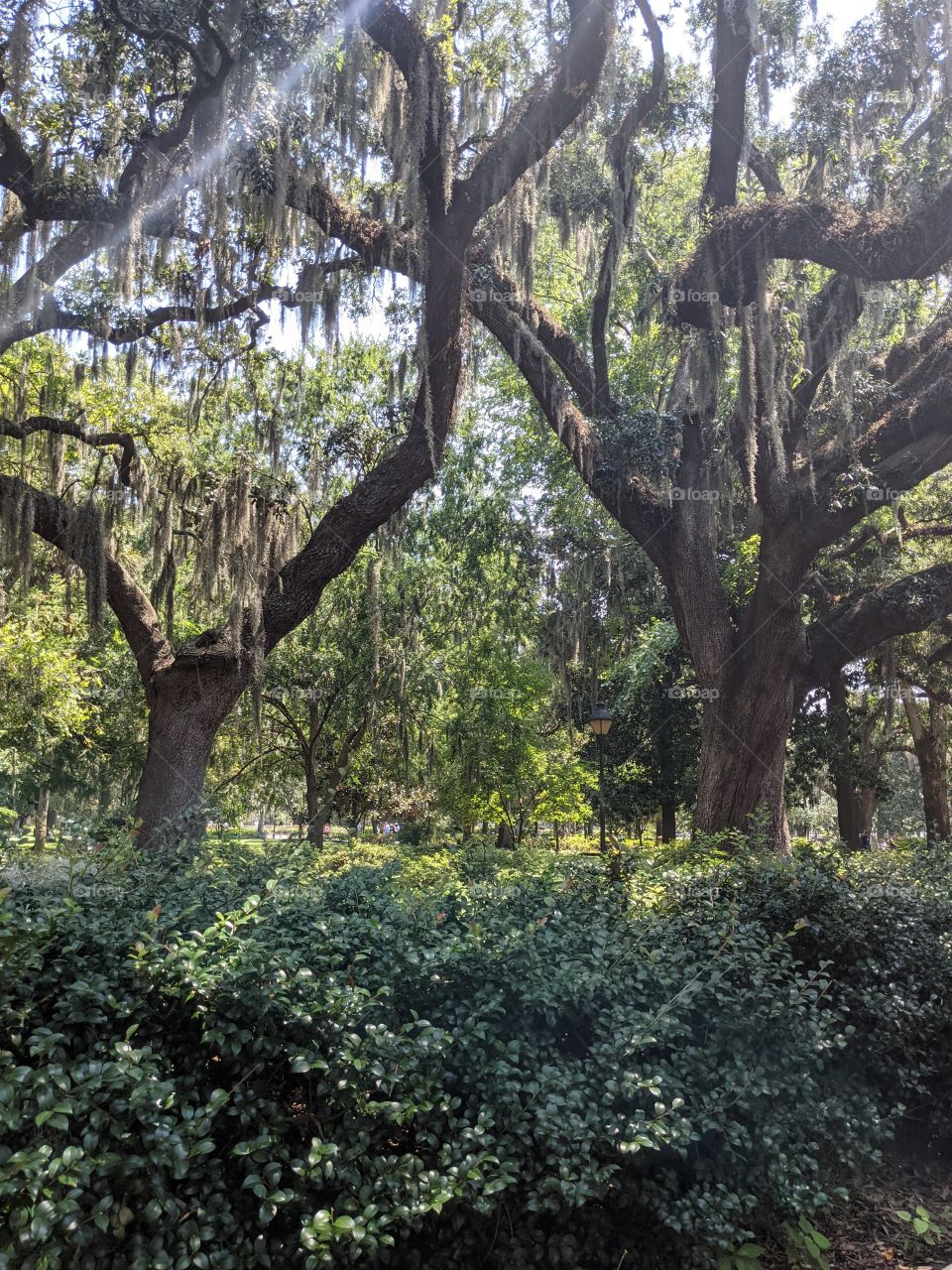 trees in Savannah