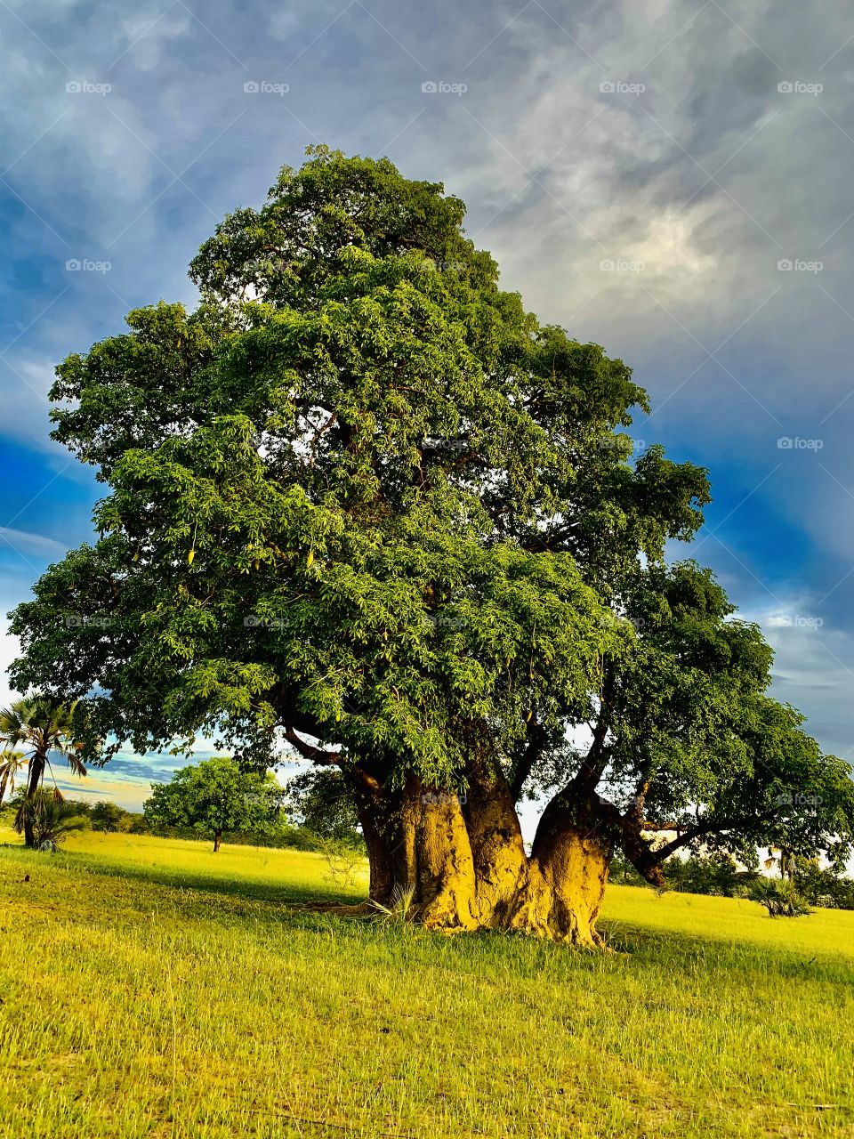 One of my favorite trees in the whole yard. This old Baobab tree is so beautiful. It’s so giant and impressive. A beautiful snap with a cloudy sky.