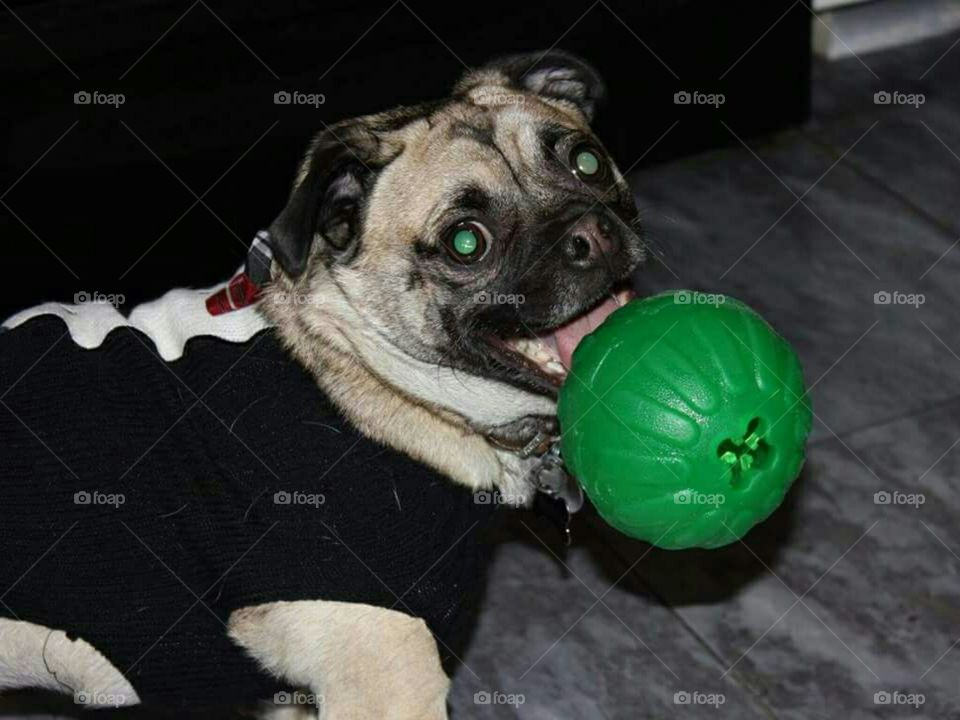 Ralphy loves his ball.