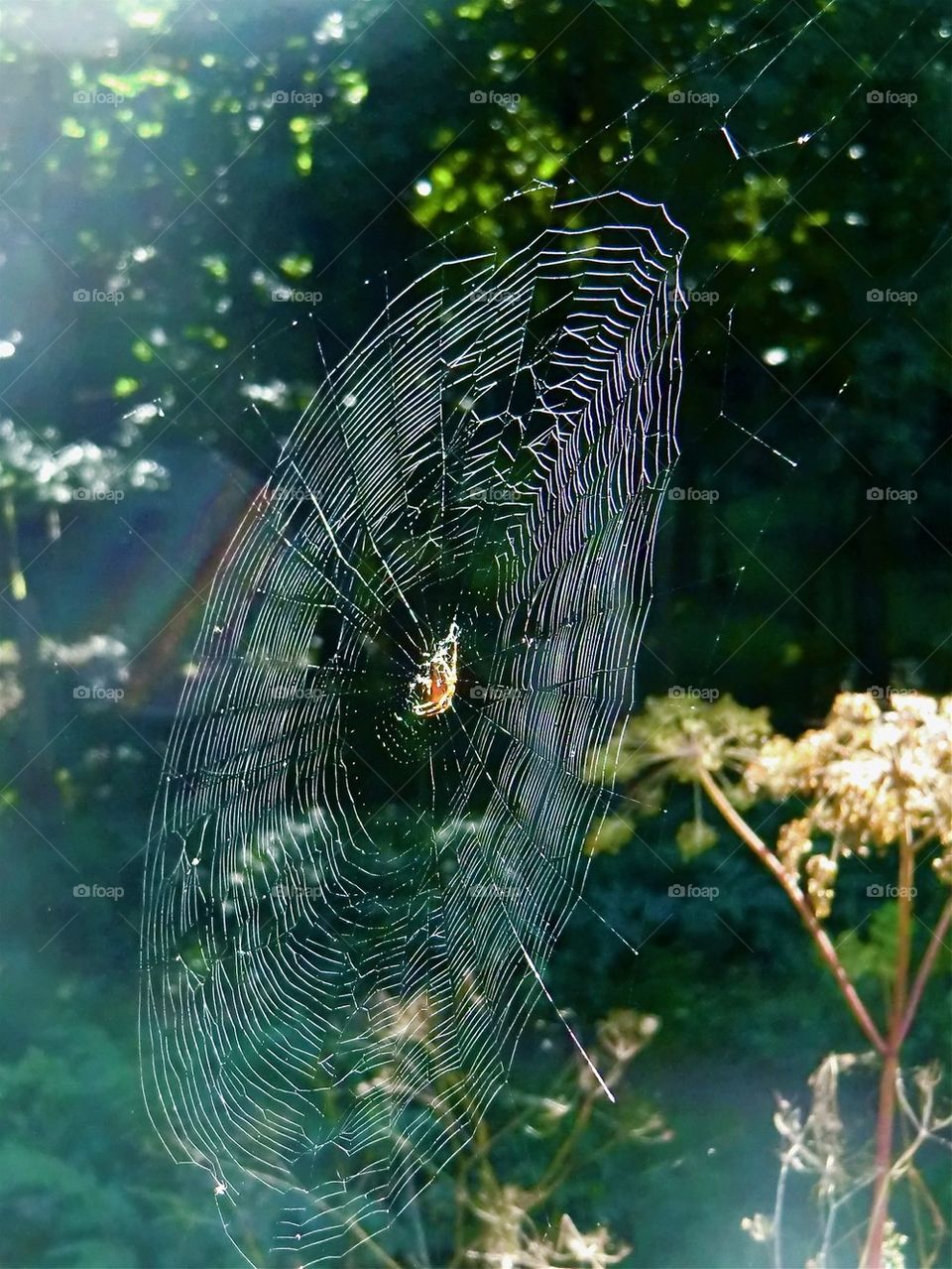Spisers nest in autumn
