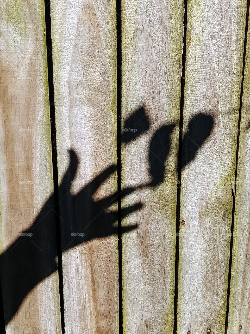 shadow hand touches leaf