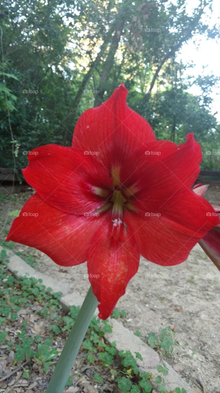 Red Beauty. One of my beautiful flowers