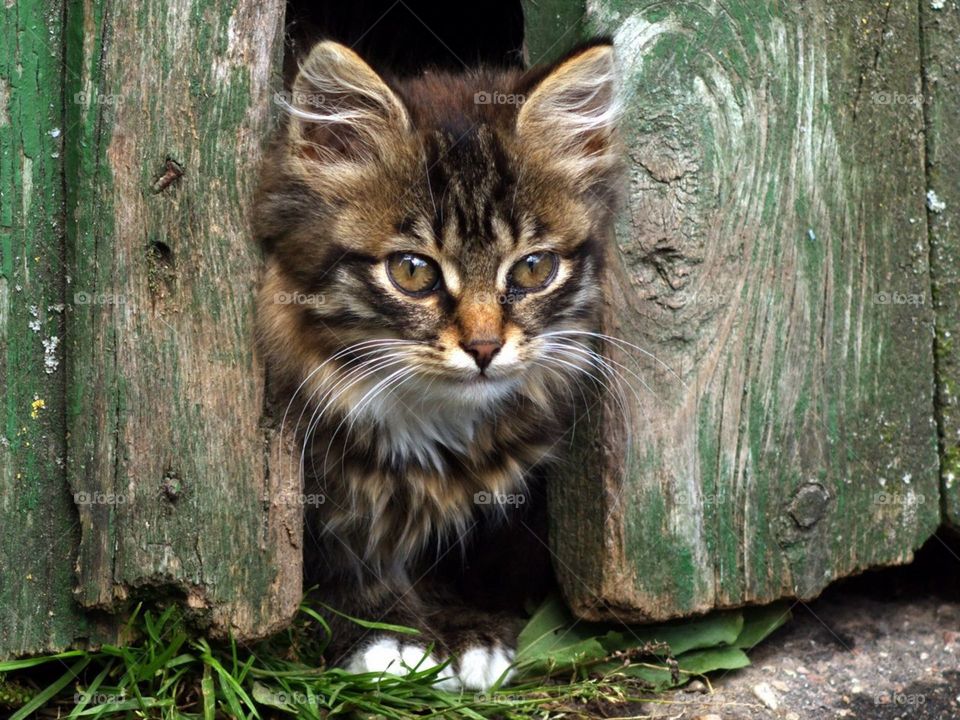 Соседний котёнка