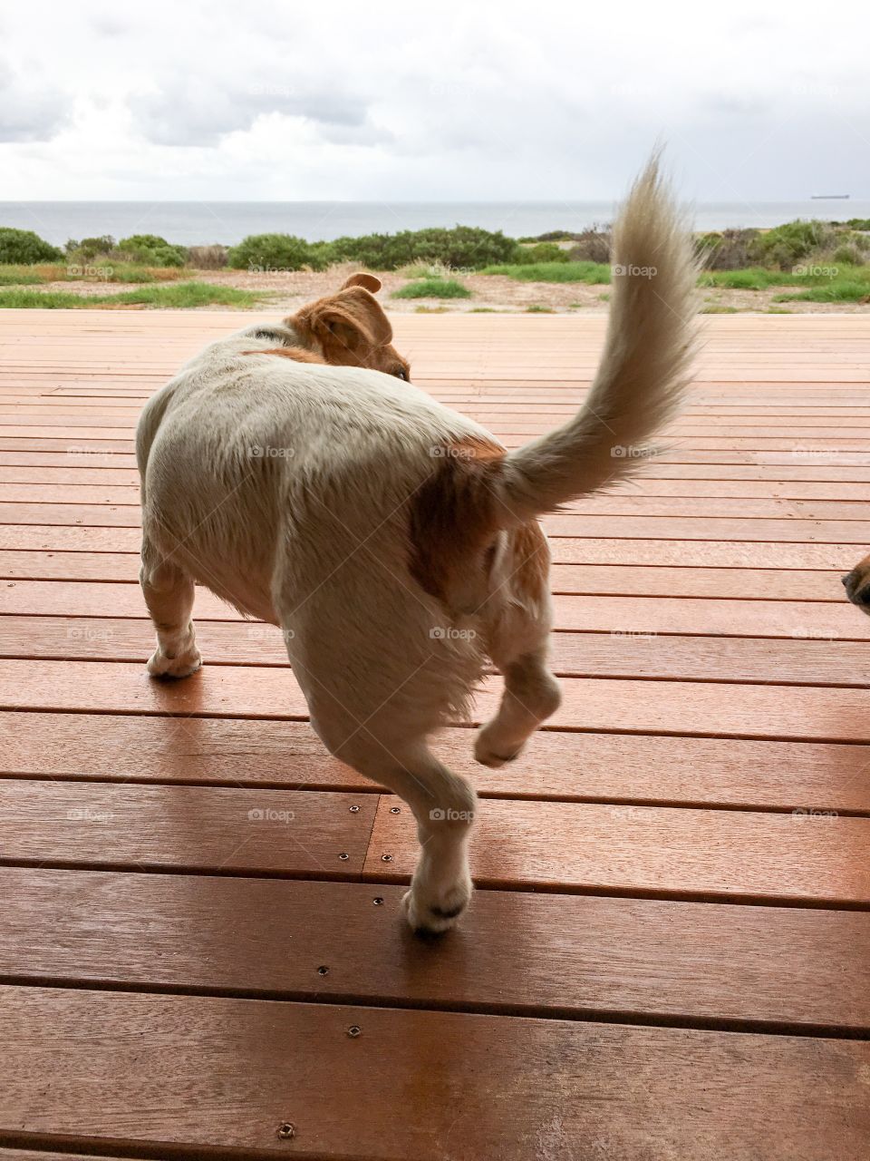 Backside rump tail of jack Russell terrier dog standing on wood deck overlooking the ocean horizon 