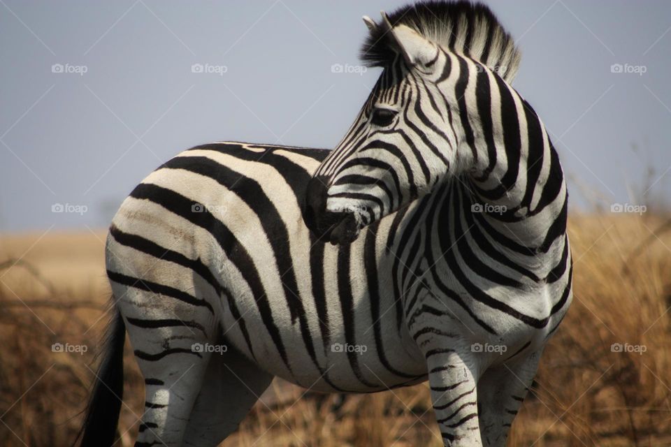 beautiful zebra. wild and free.