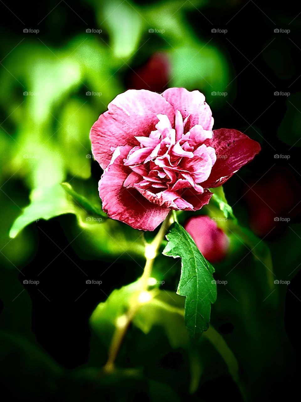 Beautiful Colourful Magnificent Pink Rose Flower Close Up 