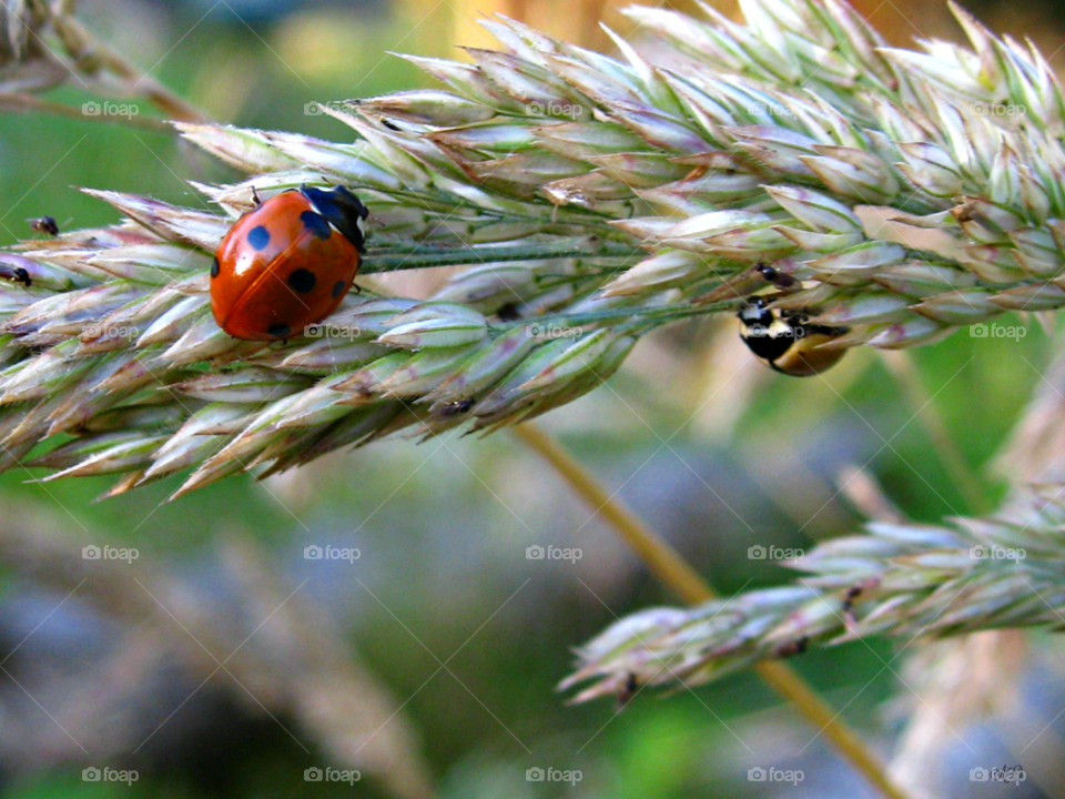 Ladybugs on flower