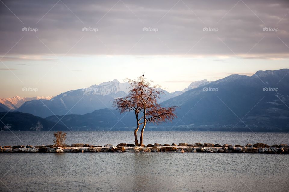 beautiful old tree in a lake