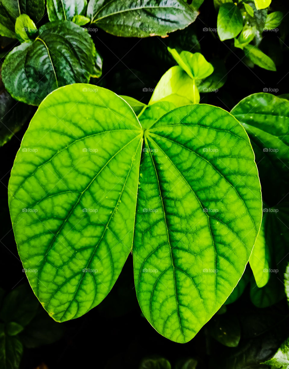 close-up a leaf