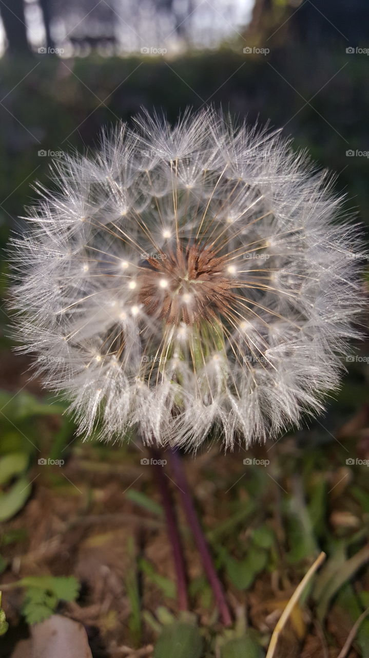 Dandelion