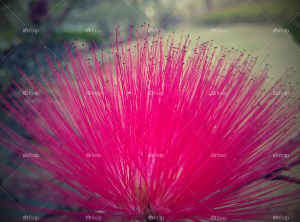 pink flower.