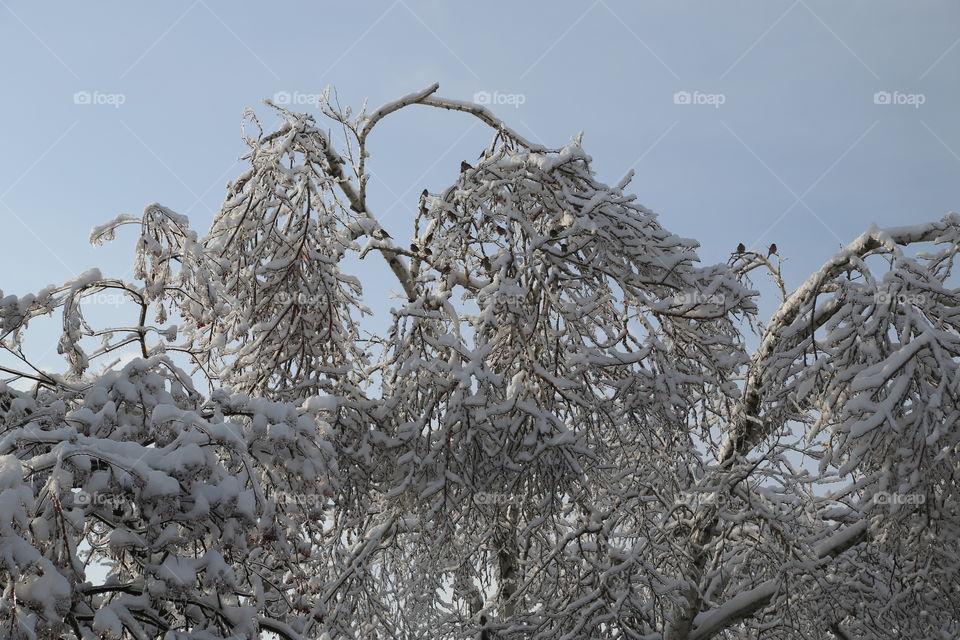 Trees covered by ice and snow, trees full of birds
