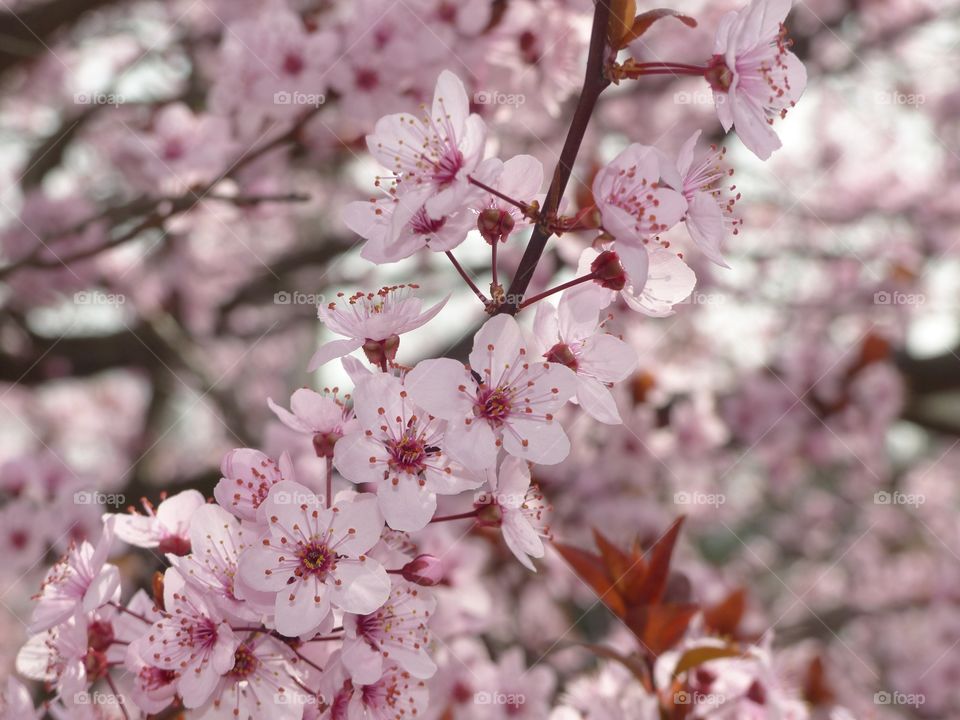 Springtime Cherry Blossoms 