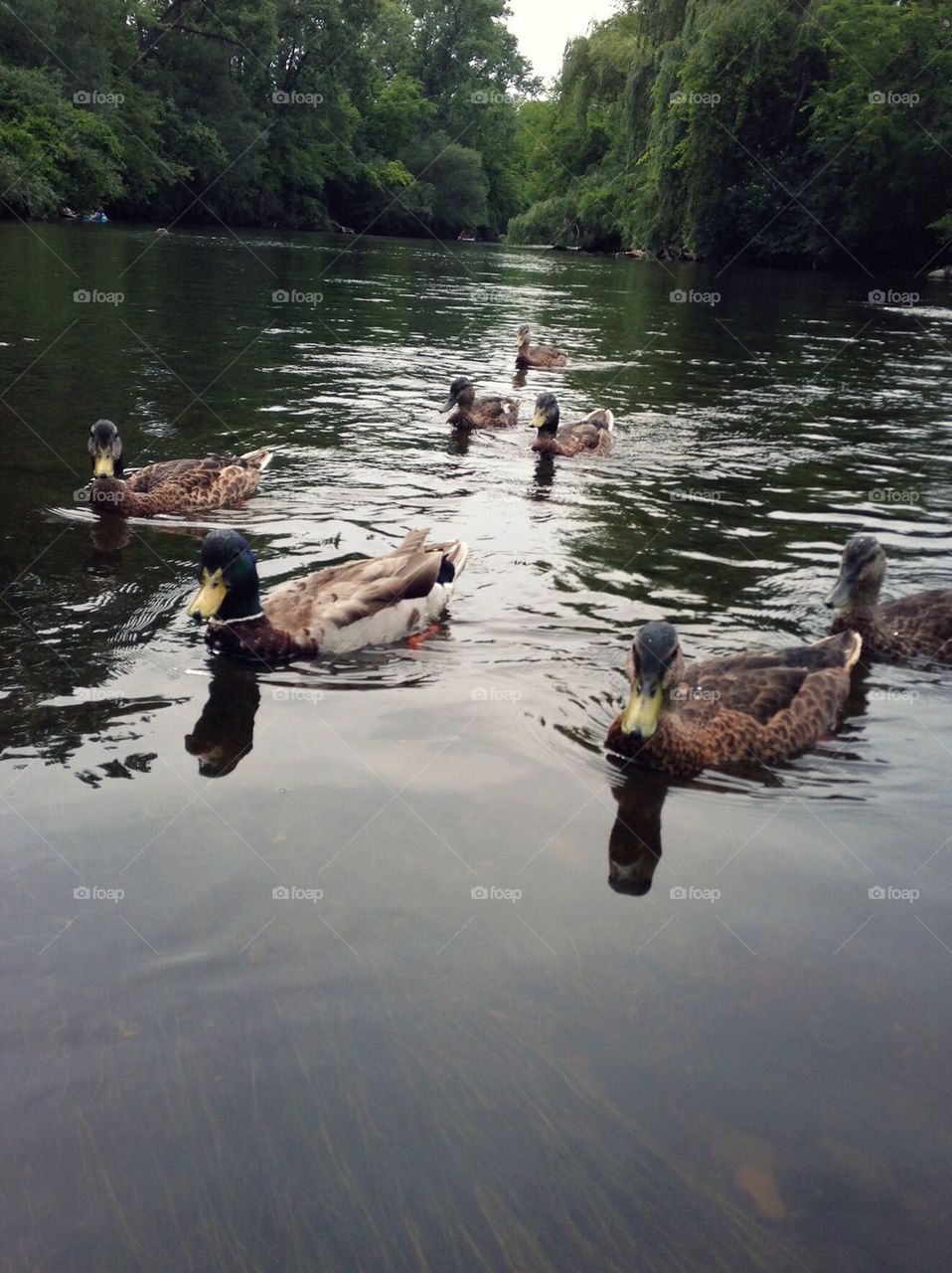 Ducks in the water 