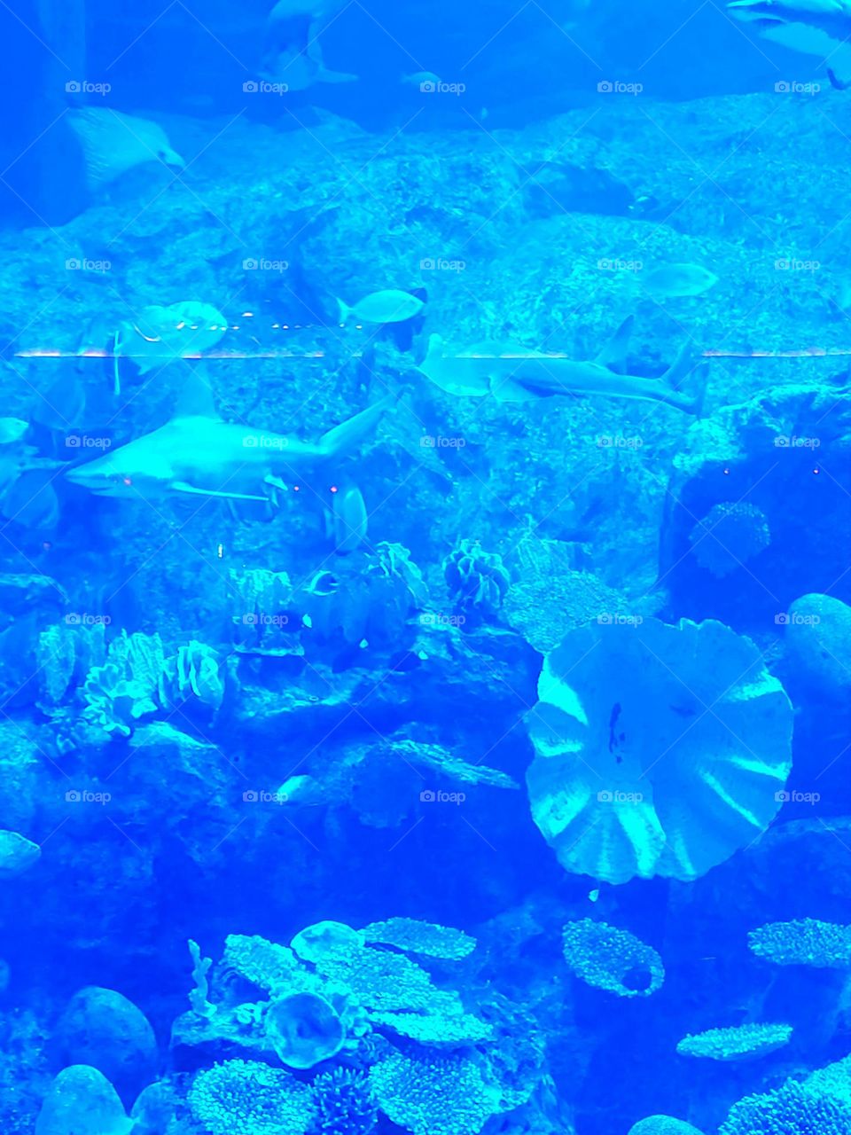 aquarium in Dubai