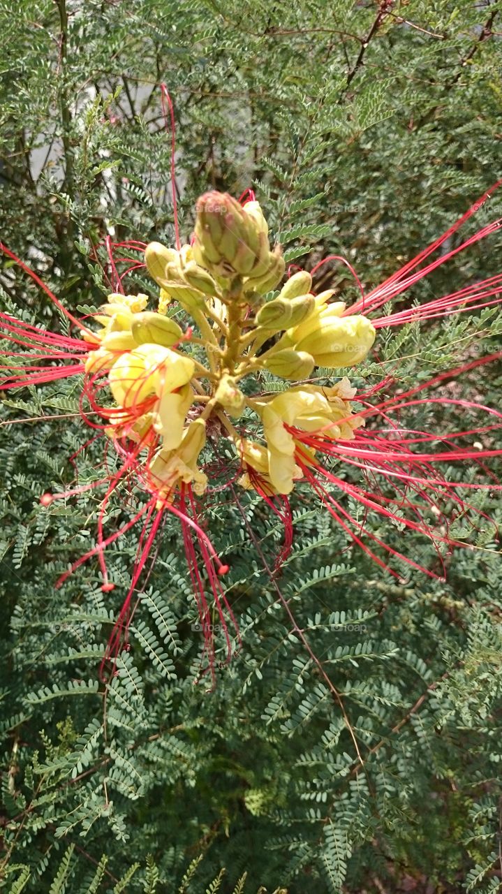 The blooms of the American desert.