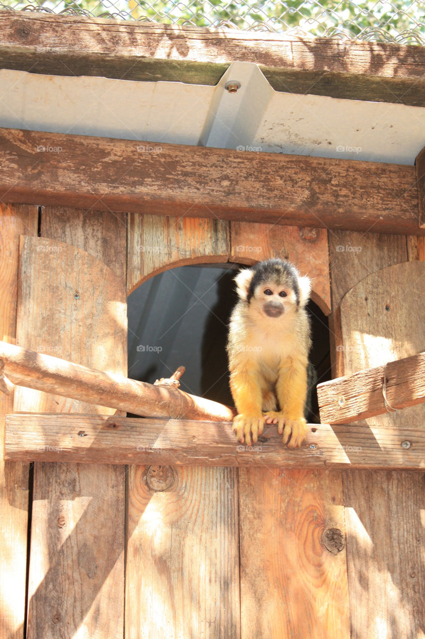 nature forest squirrel zoo by lugasi