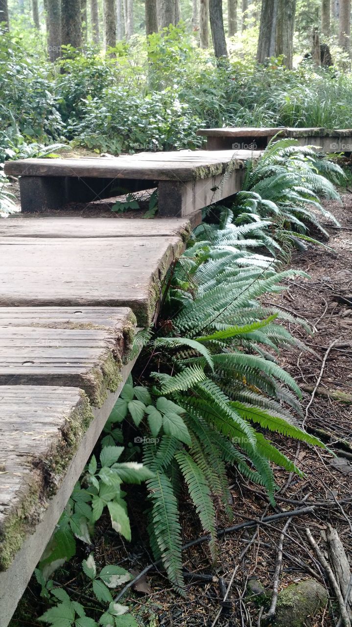 ferns hiding under a boardwalk. Cape Flattery, WA