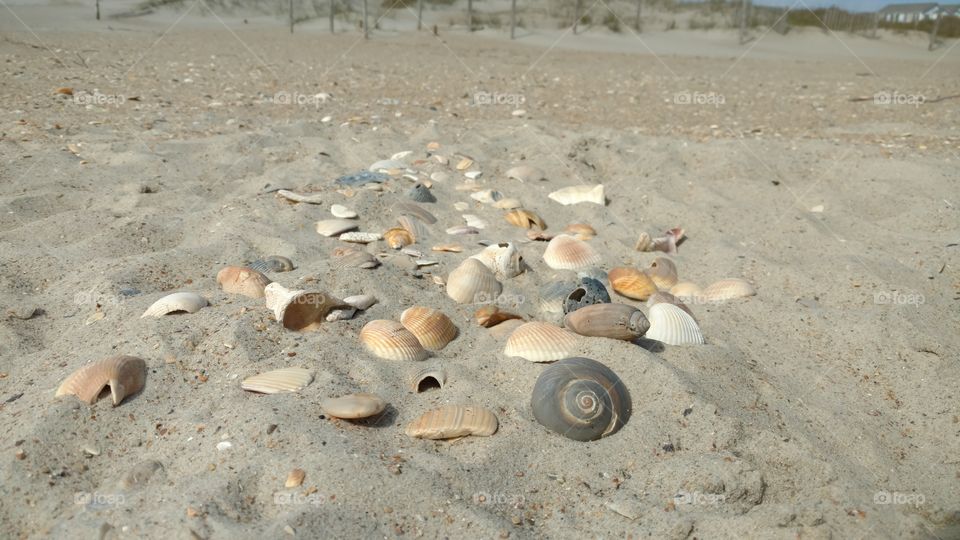 A group of shells spread across the sandy beach