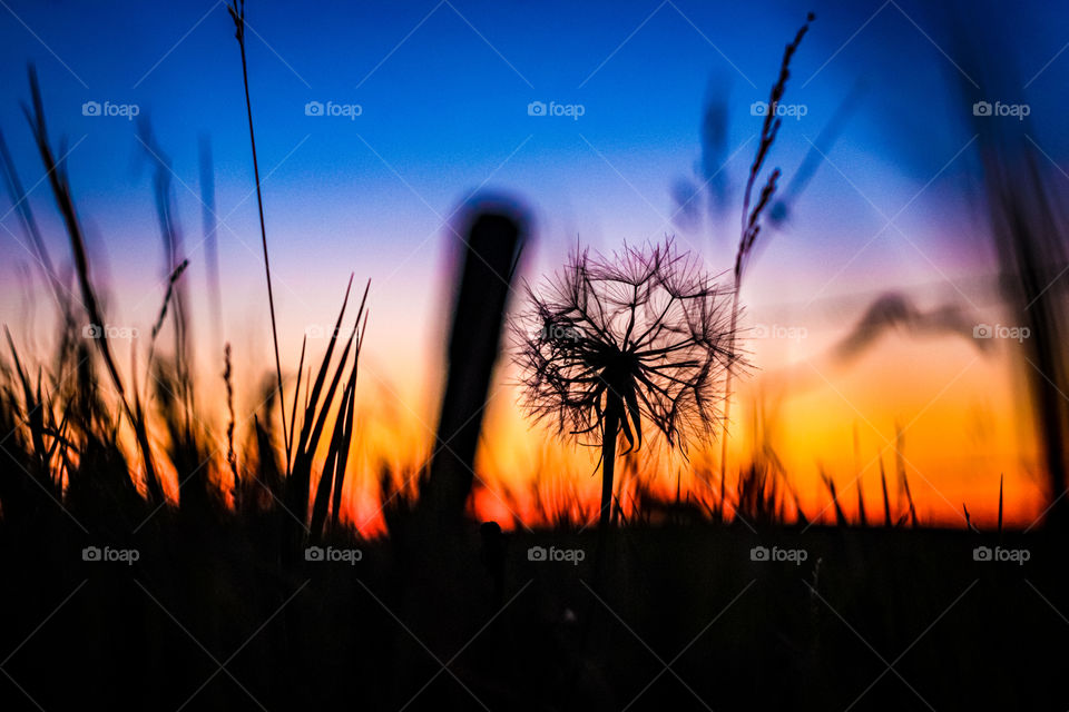 sunset dandelion