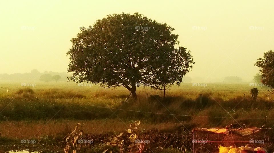 Wicked old tree in the middle of nowhere on an acre side of Nepal close to the Indian border...