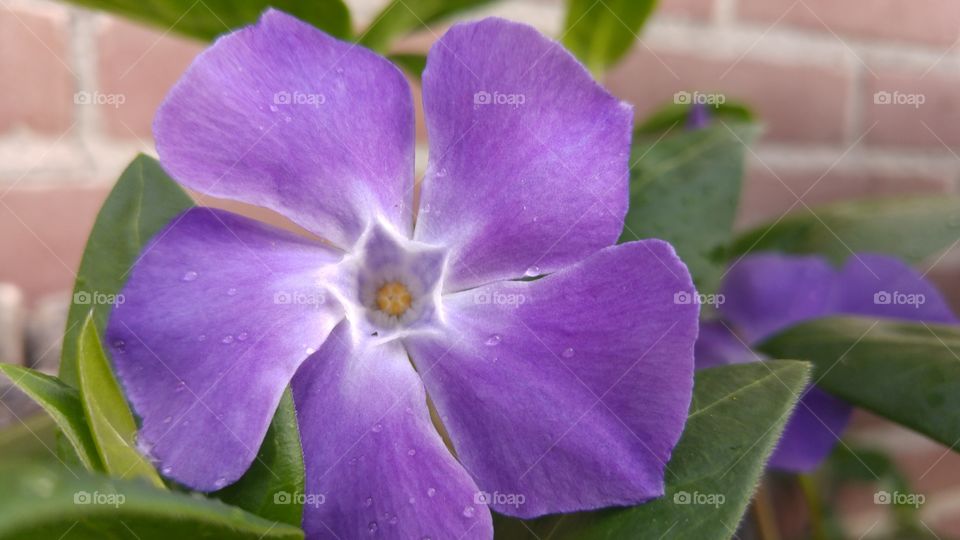 close-up macro of a periwinkle flower