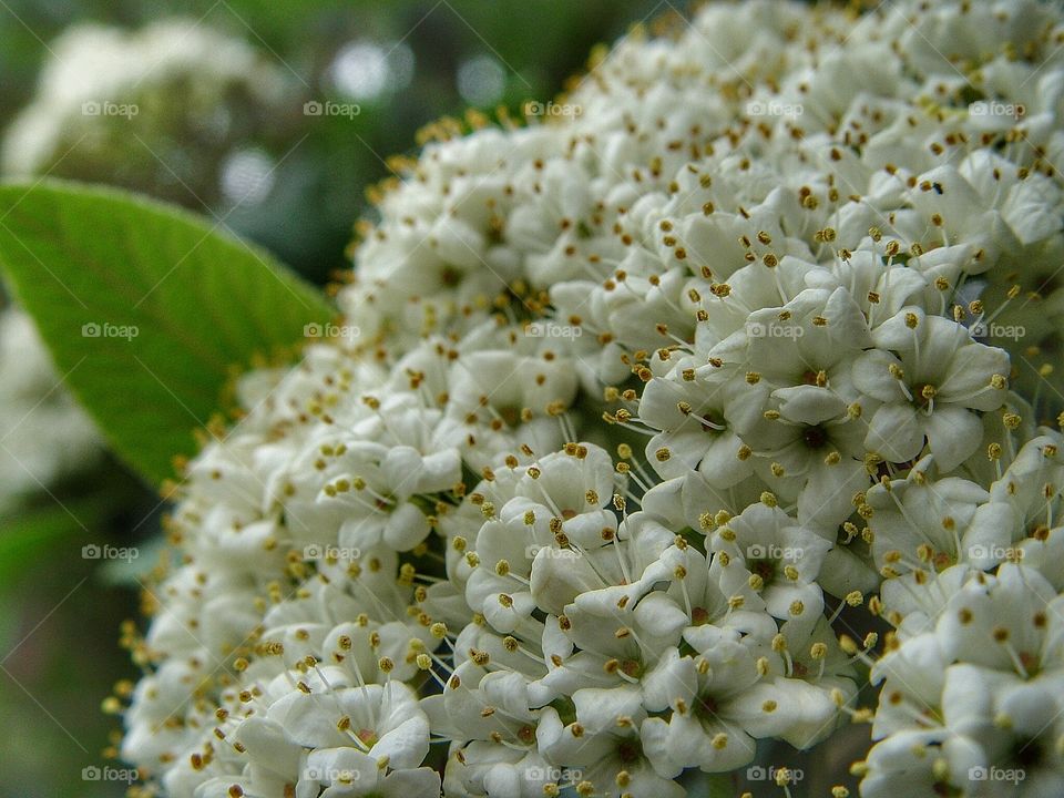 Close-up of white flower