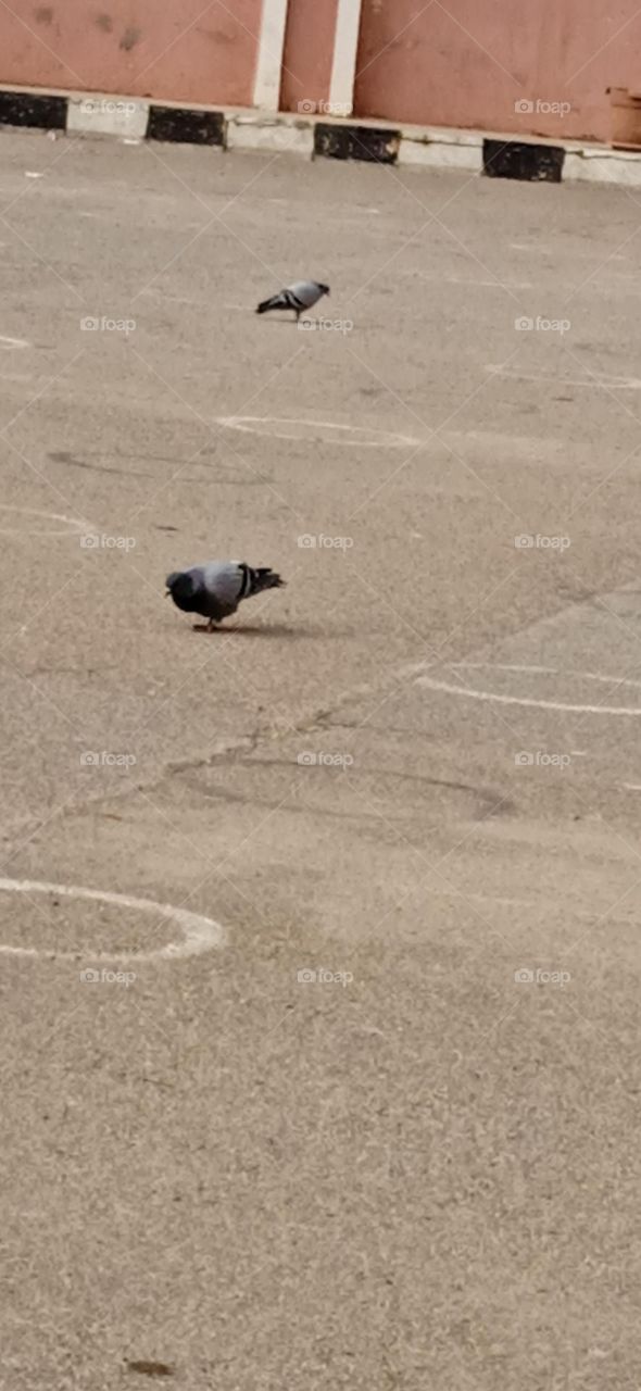 pigeons dans la cours