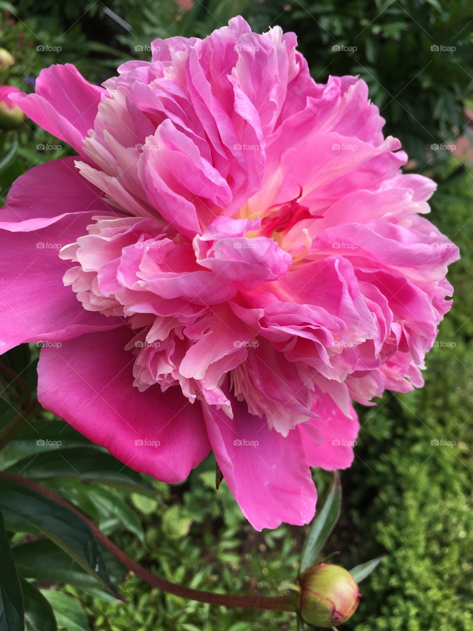 Fuchsia peony