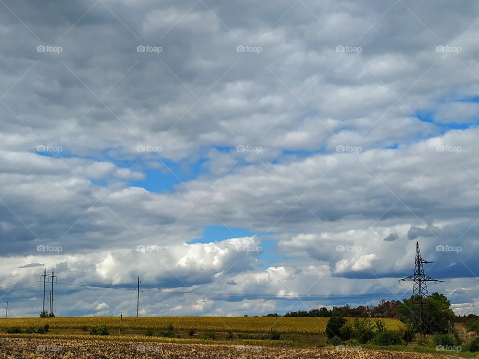 Yellow field and cloudy sky