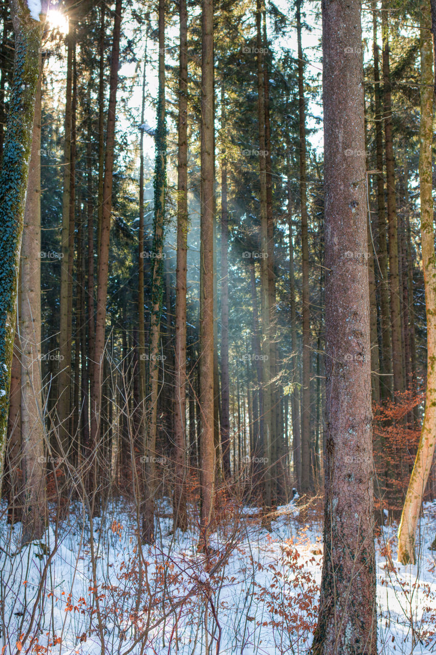 Sunlight in forest during winter
